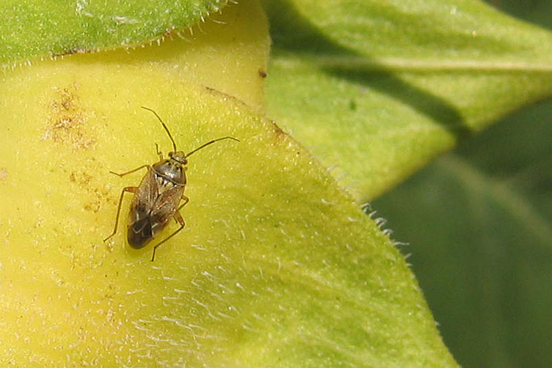 Miridae: Lygus rugulipennis del Trentino